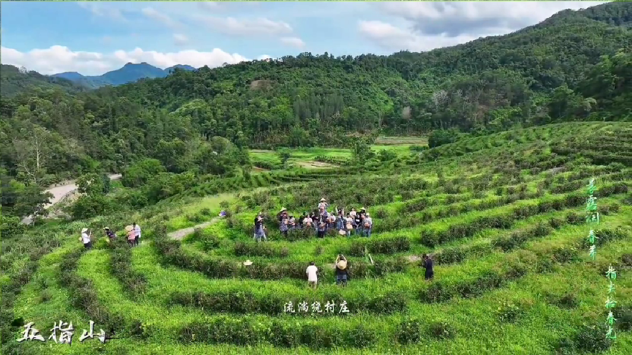 2026年6月五指山国际人才茶园采摘体验